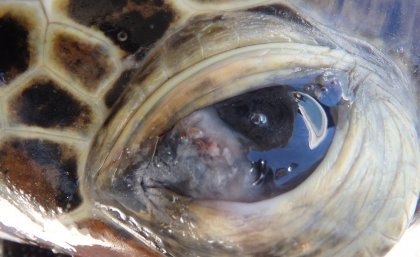 Great Barrier Reef turtle with lesion on its eye